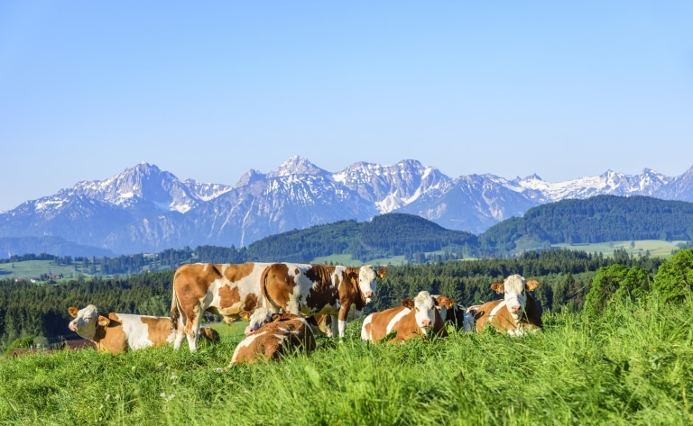 Cattle in the Alps